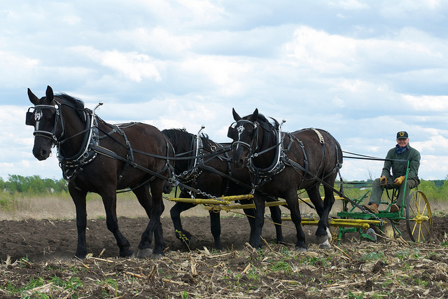 Percheron draft horses pulling a plow